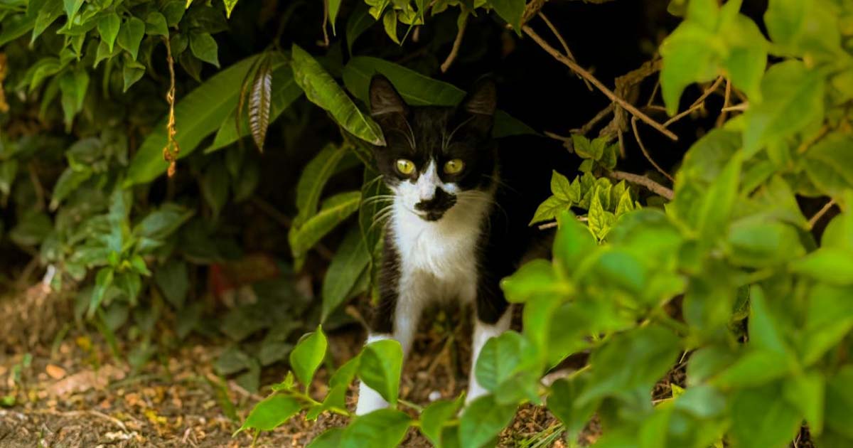 Dónde se esconden los gatos asustados